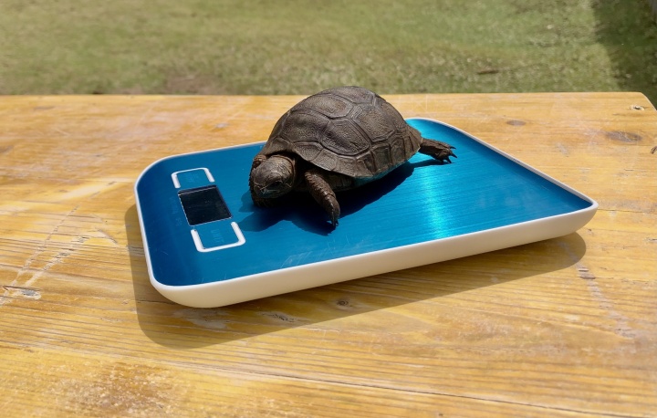 Why Seychelles Needs a Modern Wildlife Protection Law